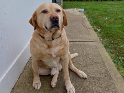 Beautiful Labrador for stud