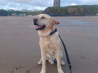 Beautiful Labrador for stud