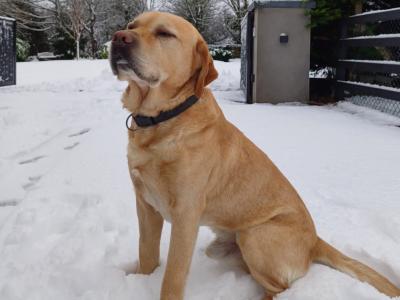 Beautiful Labrador for stud