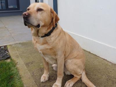 Beautiful Labrador for stud