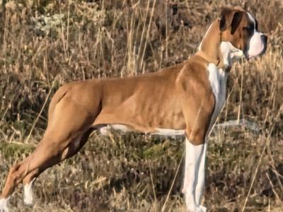 Boxer