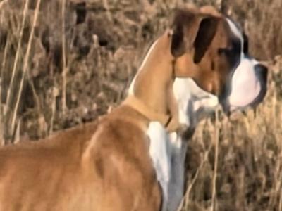 Boxer for stud in Donegal