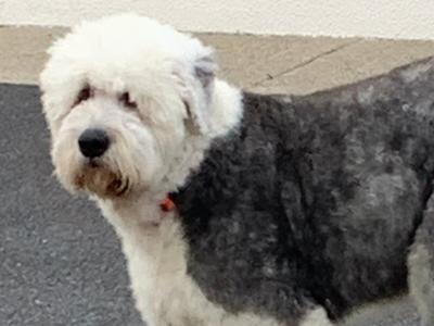 Old English Sheepdog for stud in Kilkenny