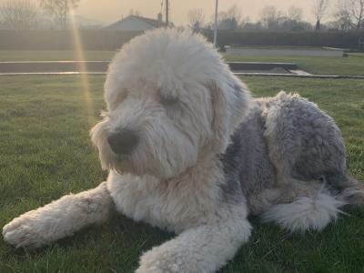Old English Sheepdog for stud in Kilkenny