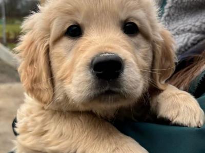 Golden Retreiver