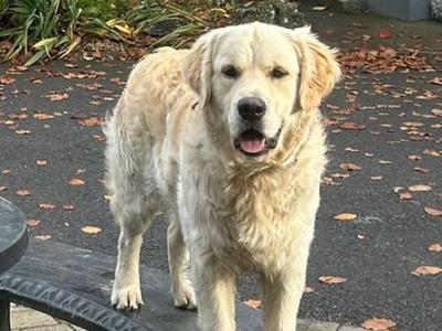 Golden Retreiver