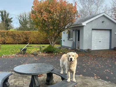 Golden Retreiver
