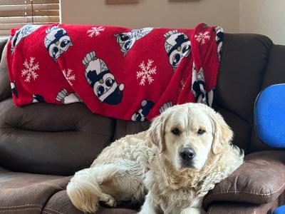 Golden Retreiver