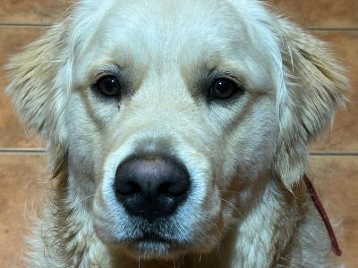 Golden Retreiver
