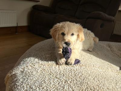 Golden Retreiver