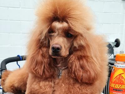 Irish Champion Red Medium/Minature Fully DNA tested
