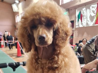 Irish Champion Red Medium/Minature Fully DNA tested