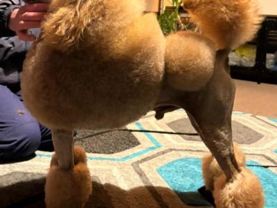 Irish Champion Red Medium/Minature Fully DNA tested