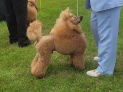 Irish Champion Red Medium/Minature Fully DNA tested