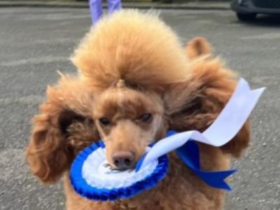 Irish Champion Red Medium/Minature Fully DNA tested