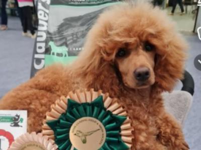 Irish Champion Red Medium/Minature Fully DNA tested