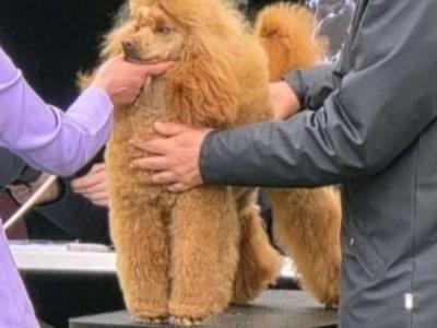 Irish Champion Red Medium/Minature Fully DNA tested
