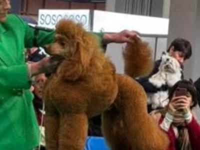 Irish Champion Red Medium/Minature Fully DNA tested