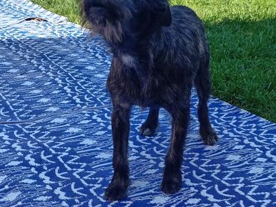 Need to Rehome - Sweet Irish Terrier x Staffordshire Bull Terrier boy in Dublin