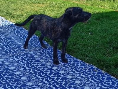 Need to Rehome - Sweet Irish Terrier x Staffordshire Bull Terrier boy in Dublin