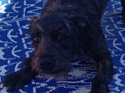 Need to Rehome - Sweet Irish Terrier x Staffordshire Bull Terrier boy in Dublin