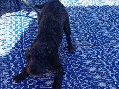 Need to Rehome - Sweet Irish Terrier x Staffordshire Bull Terrier boy in Dublin