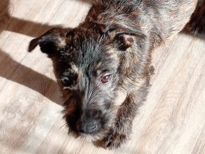 Need to Rehome - Sweet Irish Terrier x Staffordshire Bull Terrier boy in Dublin