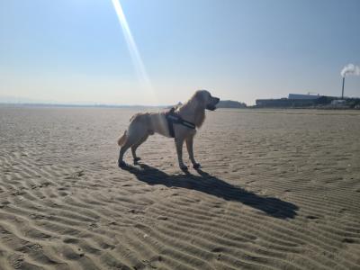Affectionate Golden Retriever for stud in Dublin
