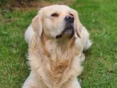 Affectionate Golden Retriever for stud in Dublin