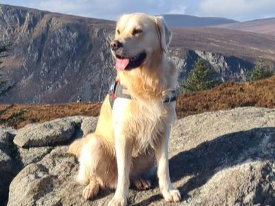 Affectionate Golden Retriever for stud in Dublin