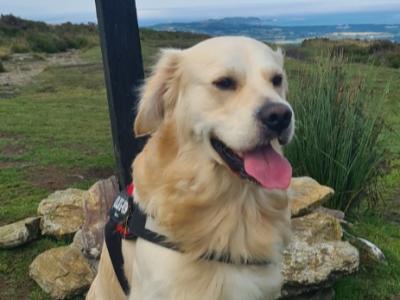Affectionate Golden Retriever for stud in Dublin