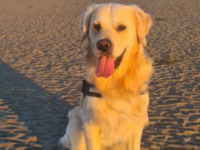 Affectionate Golden Retriever for stud in Dublin