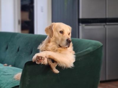 Affectionate Golden Retriever for stud in Dublin