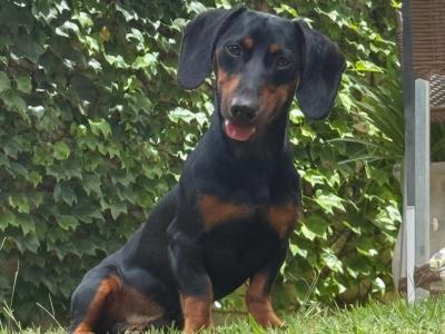 Fully Pedigree Black & Tan Dachshund Stud – IKC Registered, Gentle & Smart