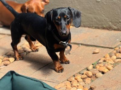 Fully Pedigree Black & Tan Dachshund Stud – IKC Registered, Gentle & Smart