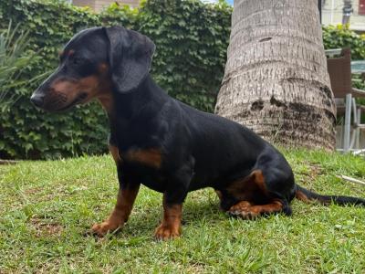 Fully Pedigree Black & Tan Dachshund Stud – IKC Registered, Gentle & Smart