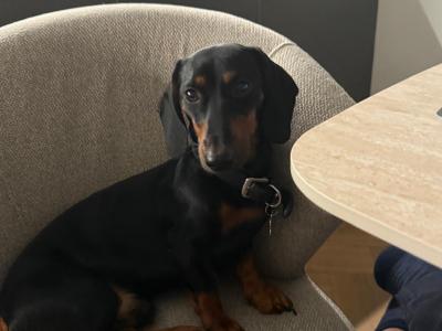 Fully Pedigree Black & Tan Dachshund Stud – IKC Registered, Gentle & Smart