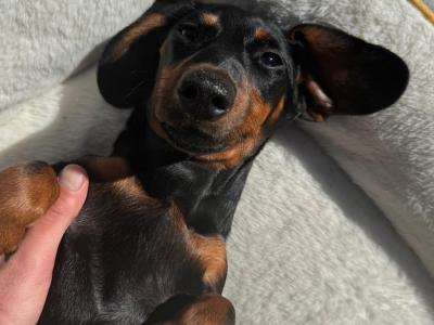 Fully Pedigree Black & Tan Dachshund Stud – IKC Registered, Gentle & Smart