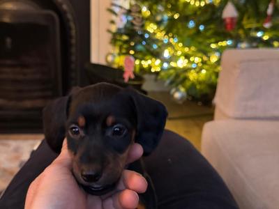 Fully Pedigree Black & Tan Dachshund Stud – IKC Registered, Gentle & Smart