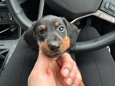 Fully Pedigree Black & Tan Dachshund Stud – IKC Registered, Gentle & Smart