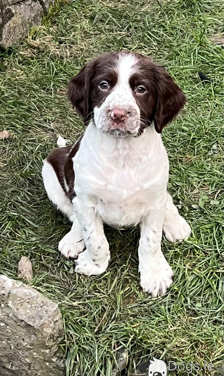 Cocker Spaniel Lab Puppy
