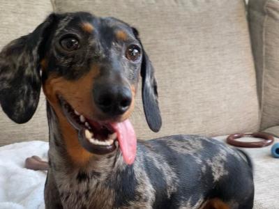 IKC Registered Miniature Dachshund