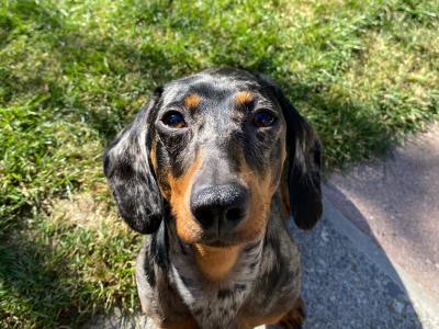 IKC Registered Miniature Dachshund