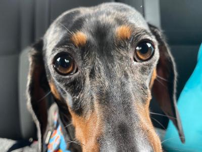 IKC Registered Miniature Dachshund