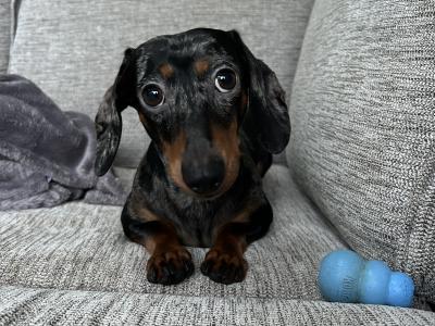 IKC Registered Miniature Dachshund