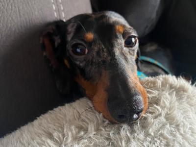 IKC Registered Miniature Dachshund