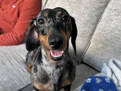 IKC Registered Miniature Dachshund