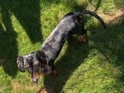 IKC Registered Miniature Dachshund