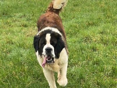IKC Registered Rocky the St. Bernard 🥊🔥 in Tipperary