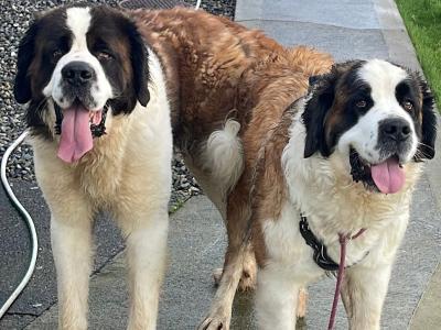 IKC Registered Rocky the St. Bernard 🥊🔥 in Tipperary